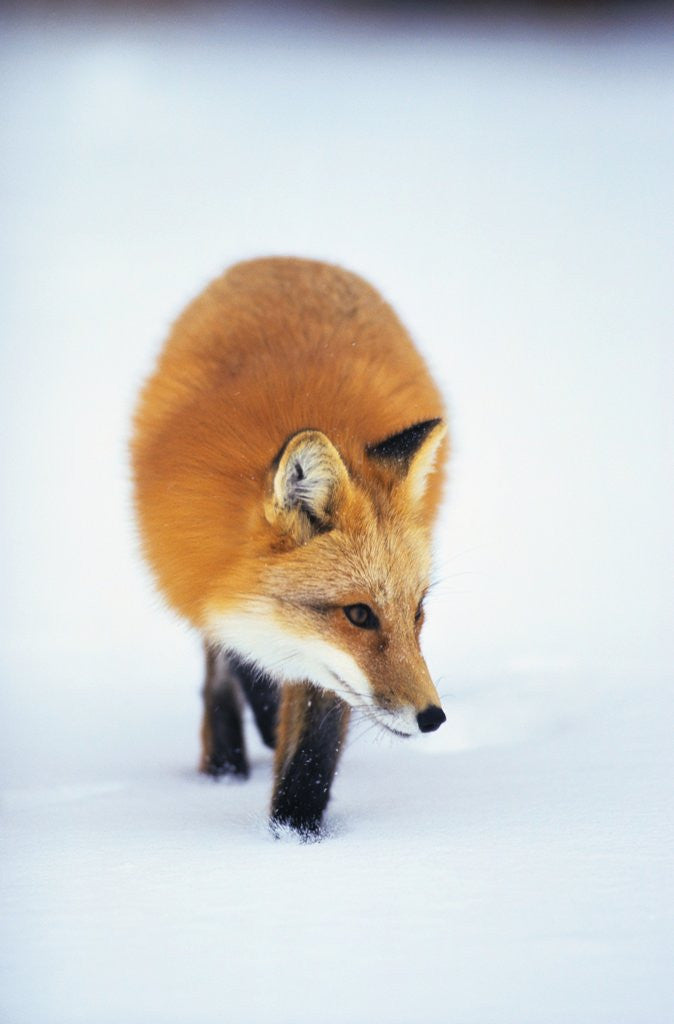 Detail of Red Fox in Snow by Anonymous