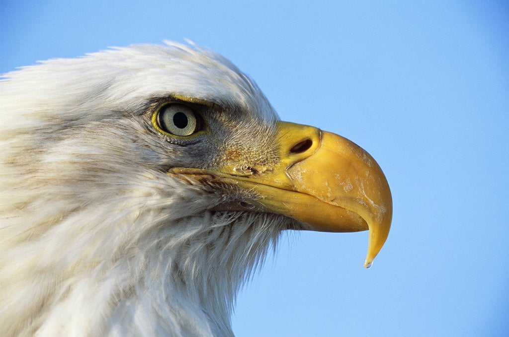 Detail of Bald Eagle Profile by Anonymous