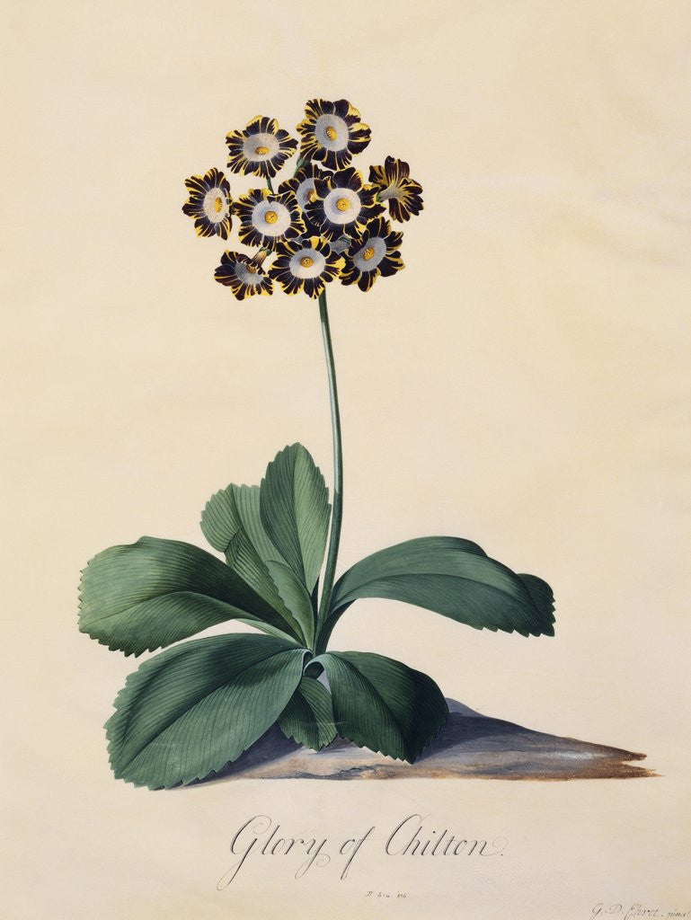 Detail of Botanical Print of Glory of Chilton by Johann Wilhelm Weinmann