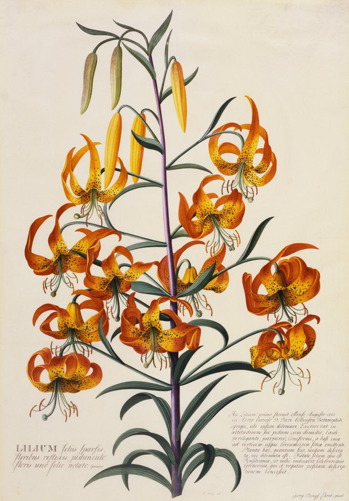 Detail of Botanical Print of American Turkscap Lily by Johann Wilhelm Weinmann