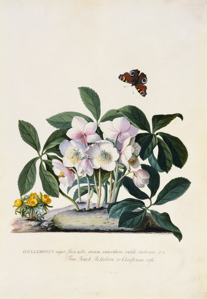 Detail of Christmas Rose and Winter Aconite by Johann Wilhelm Weinmann