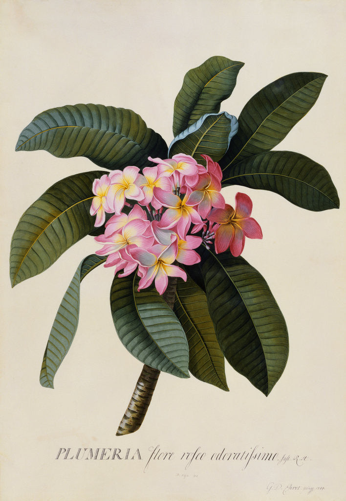 Detail of Botanical Print of Frangipani by Johann Wilhelm Weinmann