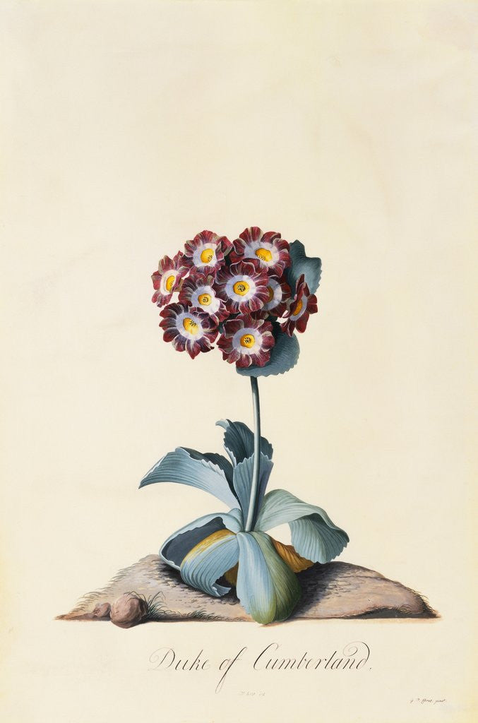 Detail of Botanical Print of Garden Auricula by Johann Wilhelm Weinmann