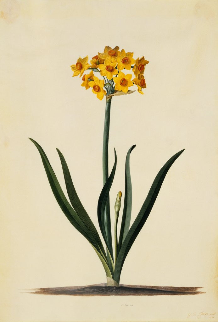 Detail of Botanical Print of Narcissus by Johann Wilhelm Weinmann