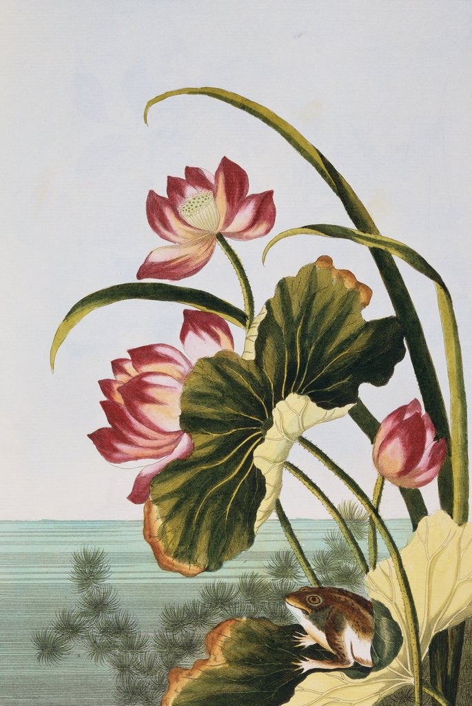 Detail of 18th Century French Print of Red Water Lily of China by Anonymous