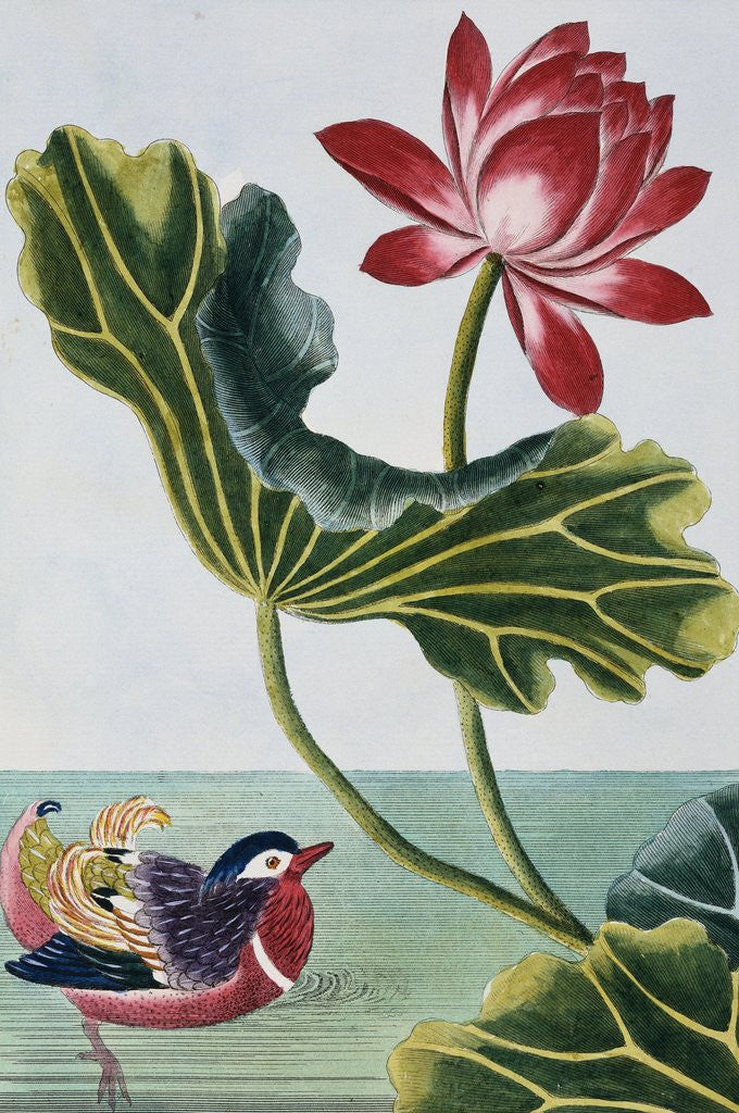 Detail of 18th Century French Print of Red Water Lily of China II. by Anonymous