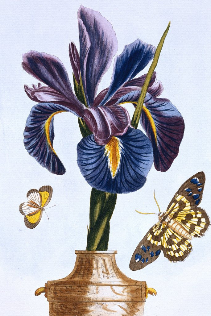 Detail of 18th Century French Print of Common Iris With Butterflies by Anonymous