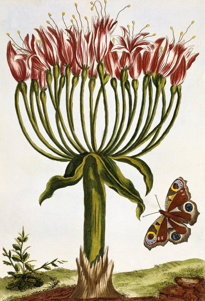Detail of 18th Century French Print of La Brunswick and Butterfly by Anonymous