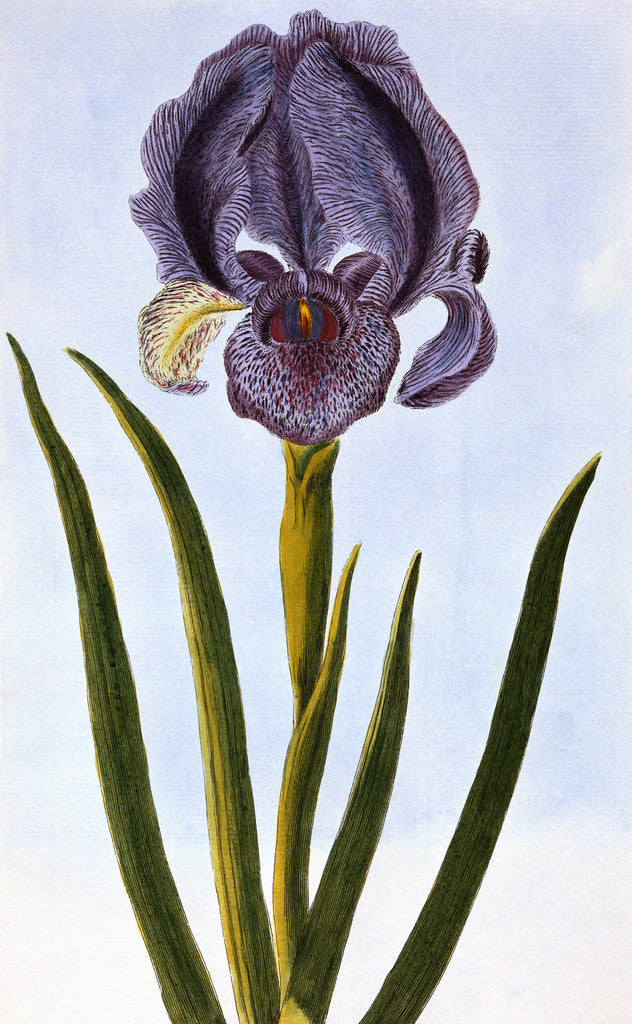 Detail of 18th Century French Print of Mourning Iris by Anonymous