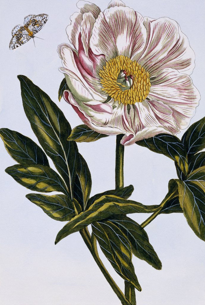 Detail of 18th Century French Print of Flesh-coloured Common Peony by Anonymous