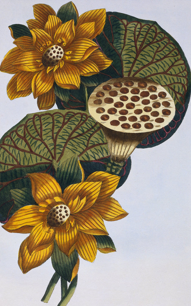 Detail of 18th Century French Print of Waterlily by Anonymous