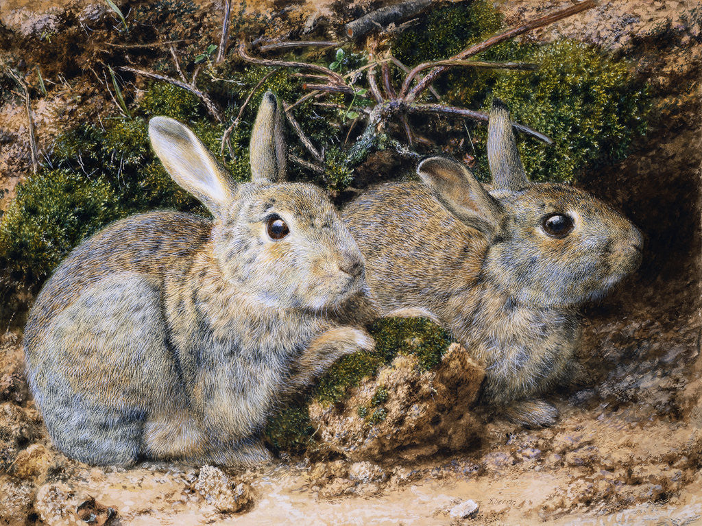 Detail of Two Rabbits by John Sherrin