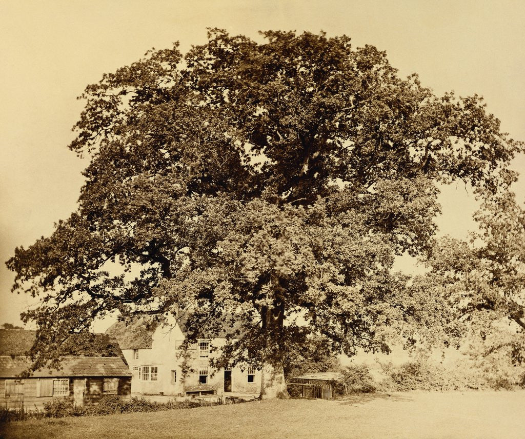 Detail of Oak in Summer by Edward Fox