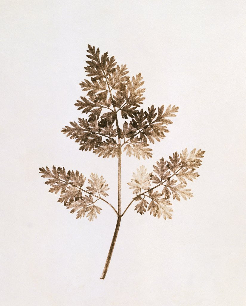 Detail of Fronds of Leaves by William Henry Fox Talbot