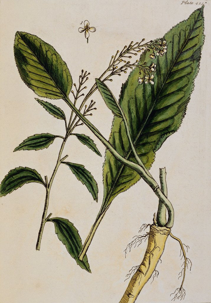 Detail of Horseradish by Elizabeth Blackwell