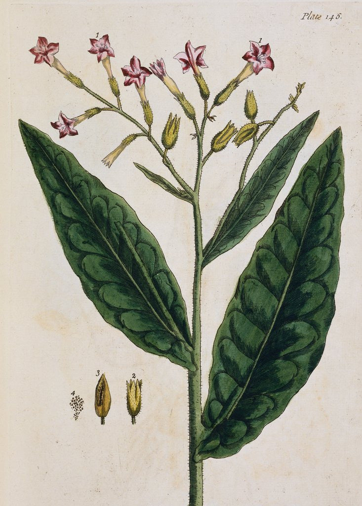 Detail of Tobacco Plant by Elizabeth Blackwell