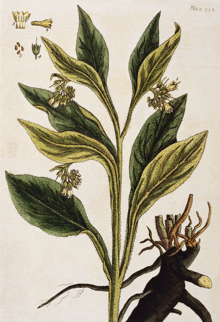 Detail of Comfrey by Elizabeth Blackwell