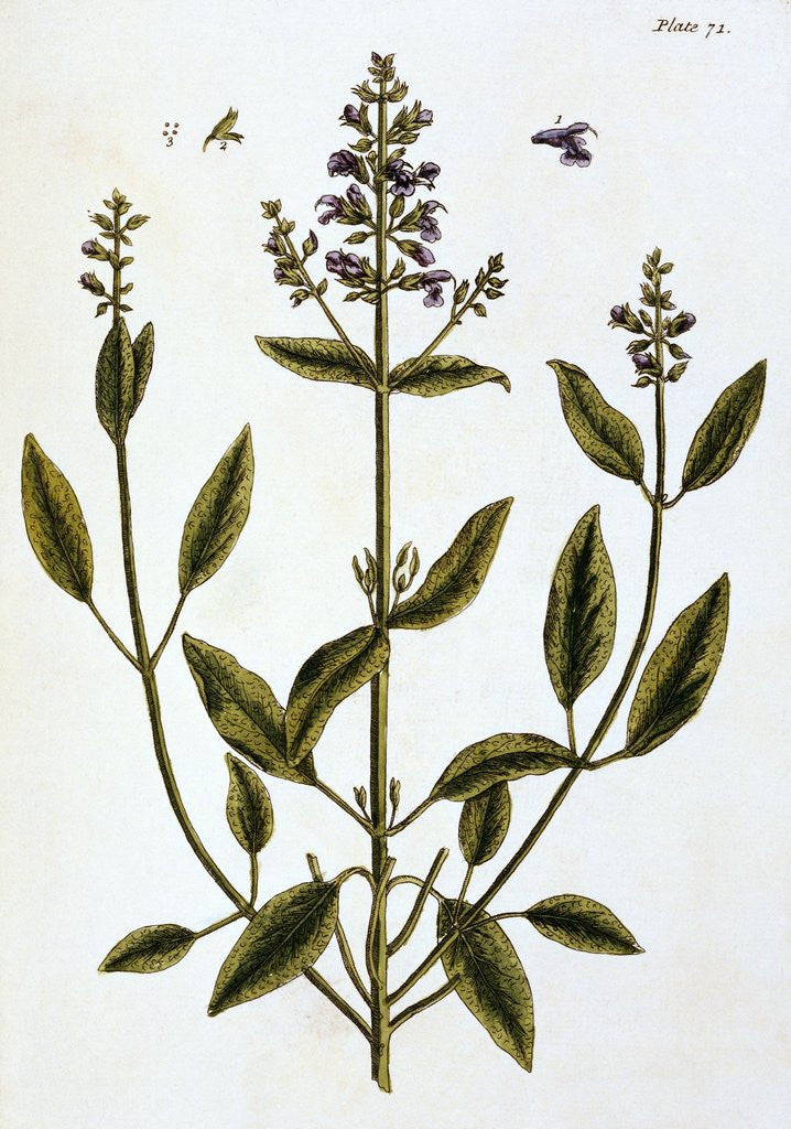Detail of Sage by Elizabeth Blackwell