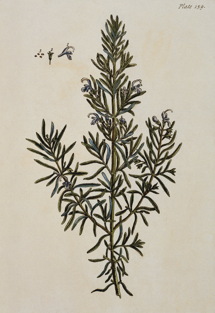 Detail of Rosemary by Elizabeth Blackwell