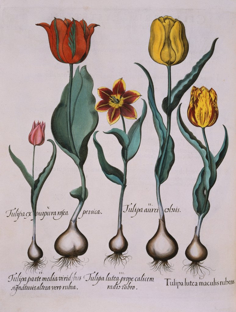 Detail of Tulipa Engraving by Basil Besler