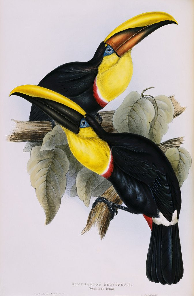 Detail of Toucan Lithograph From Gould Book of Toucans by Anonymous