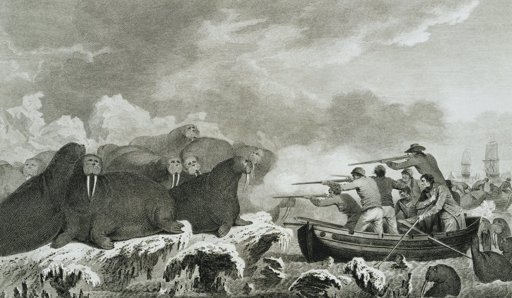 Detail of Captain Cook's Men Shooting Sea Horses by John Webber