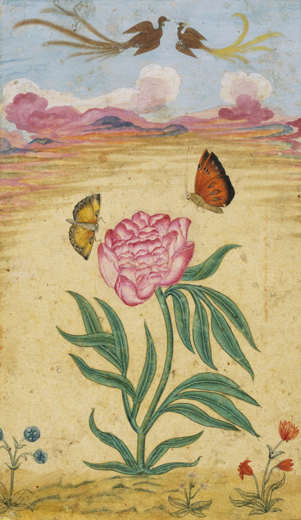 Detail of Mughal Miniature Painting Depicting a Peony with Birds of Paradise and Butterflies by Corbis