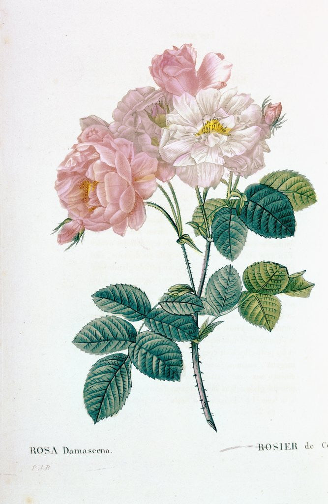Detail of Rosa Demascena by Pierre Joseph Redoute