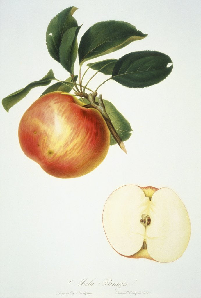 Detail of Mela Panaja Print by Bernard Rosaspina