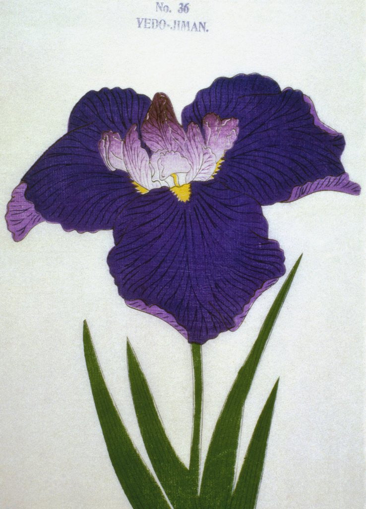 Detail of Yedo-Jiman Book Illustration of a Purple Iris by Anonymous