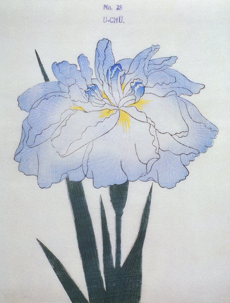 Detail of U-Chu Book Illustration of a Light Blue Iris by Anonymous
