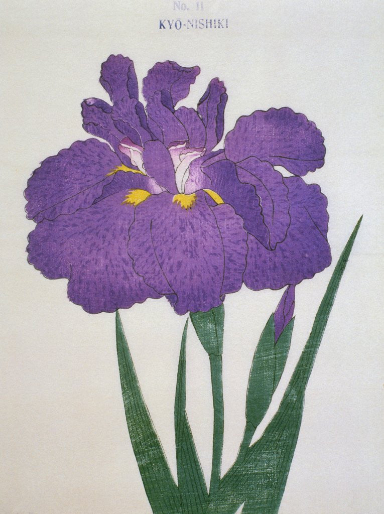 Detail of Kyo-Nishiki Book Illustration of a Purple Iris by Anonymous
