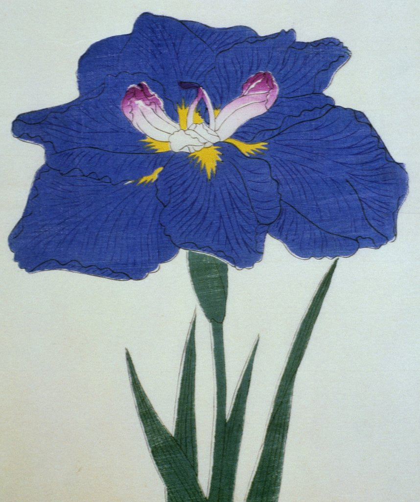 Detail of O-Sho-Kun Book Illustration of a Blue Iris by Anonymous
