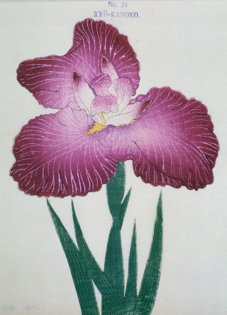 Detail of Kyo-Kanoko Book Illustration of a Dark Pink Iris by Anonymous
