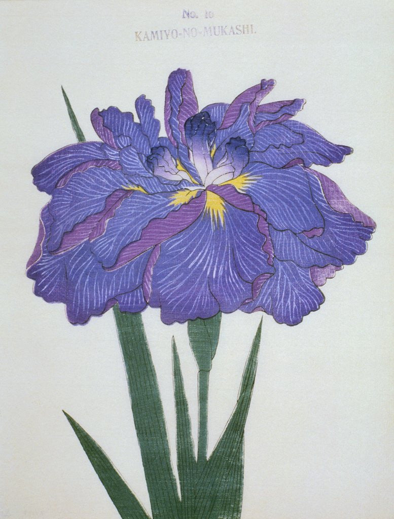 Detail of Kamiyo-No Mukashi Book Illustration of a Blue and Purple Iris by Anonymous