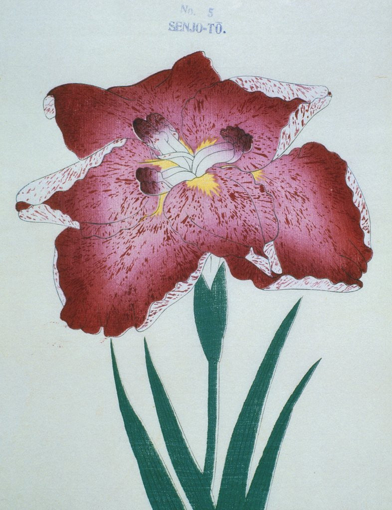 Detail of Senjo-To Book Illustration of a Red Iris by Anonymous