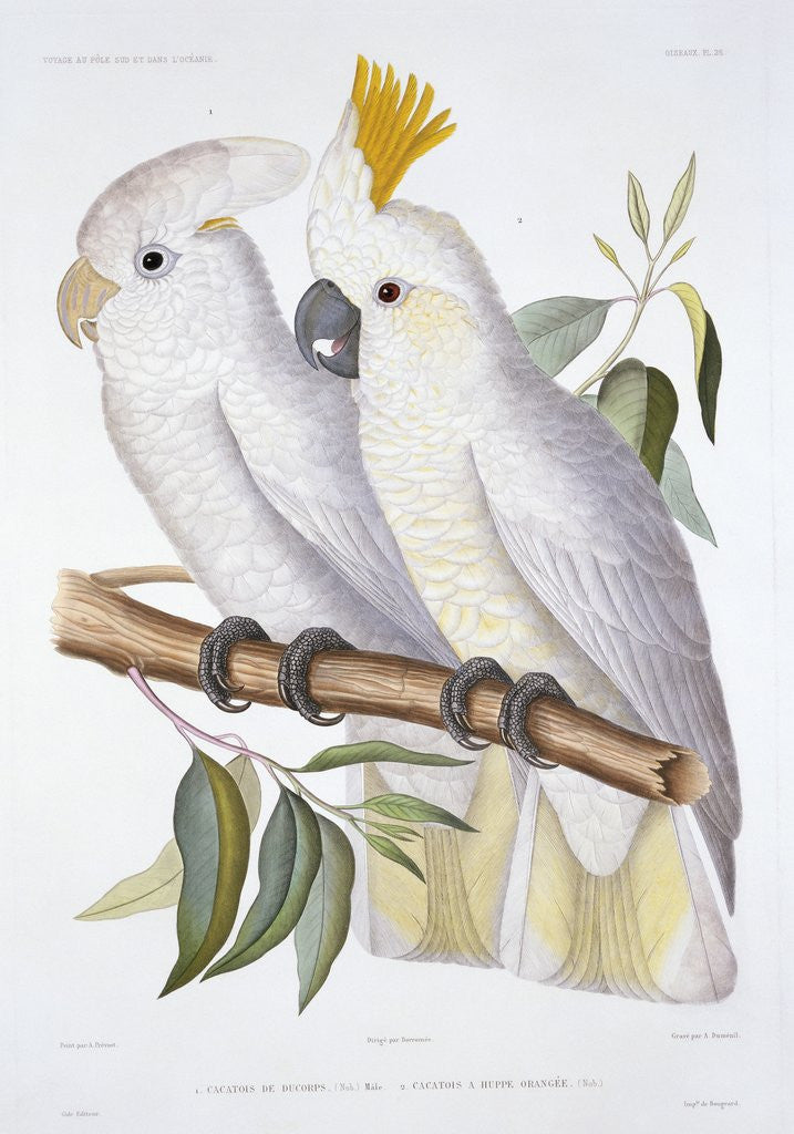 Detail of Print of Two Cockatoos by A. Dumenil