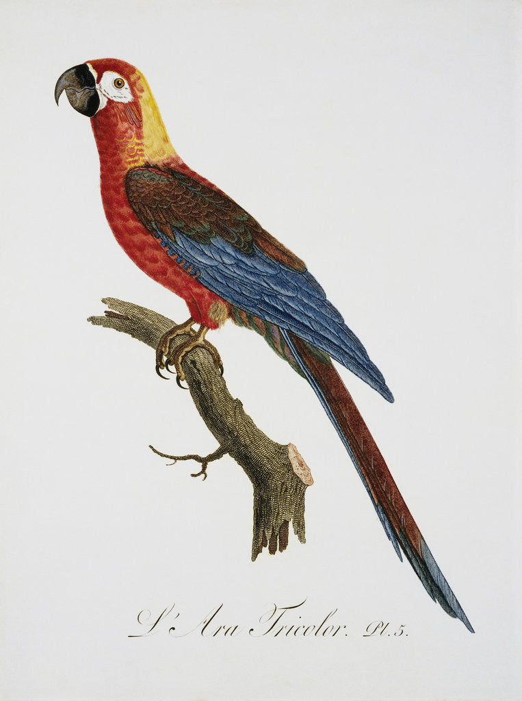 Detail of Tricolor Macaw by Jacques Barraband