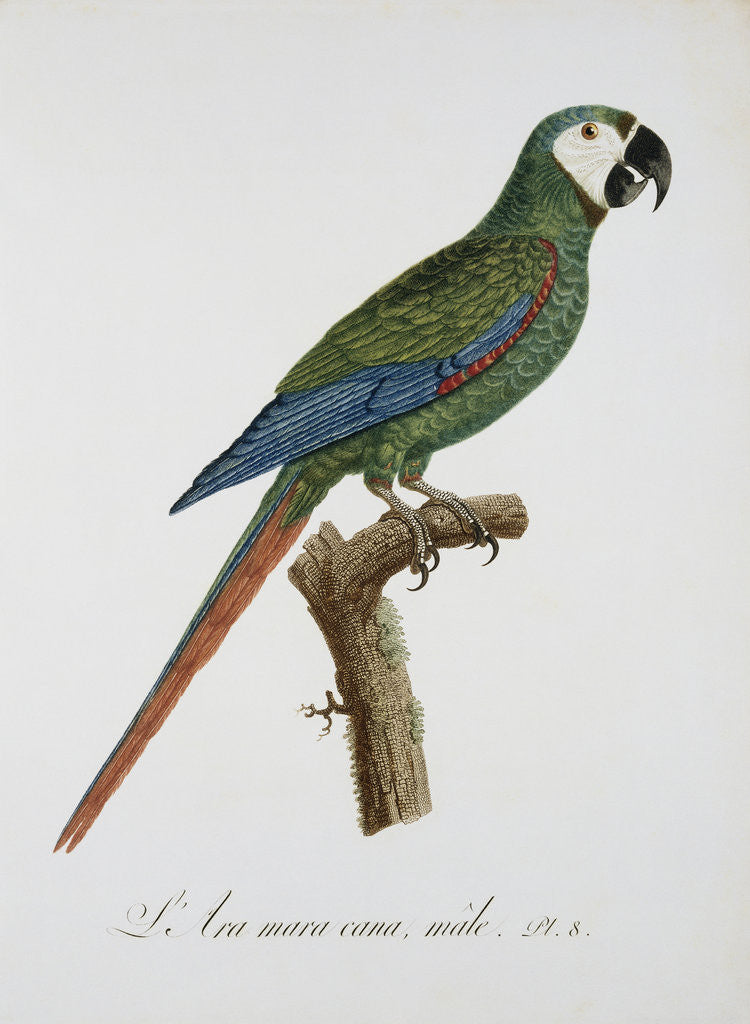 Detail of Male Blue-Winged Macaw by Jacques Barraband