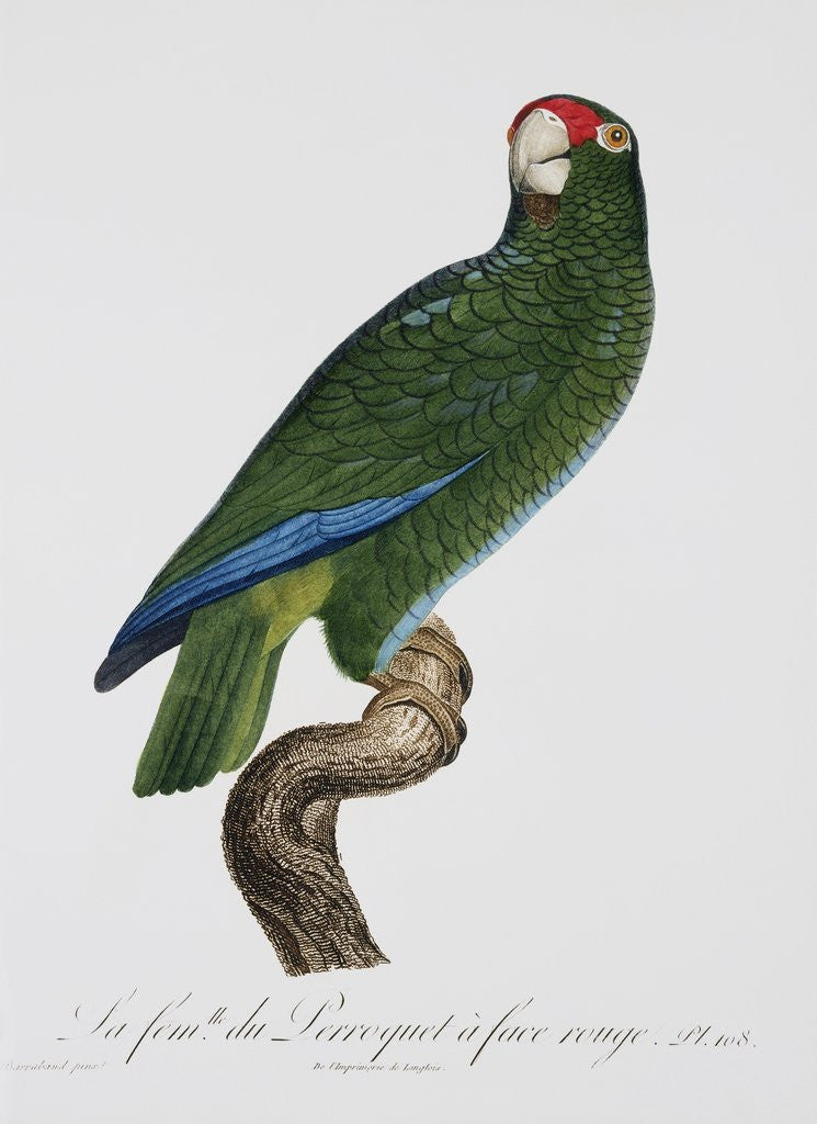 Detail of Female Puerto Rican Parrot by Jacques Barraband