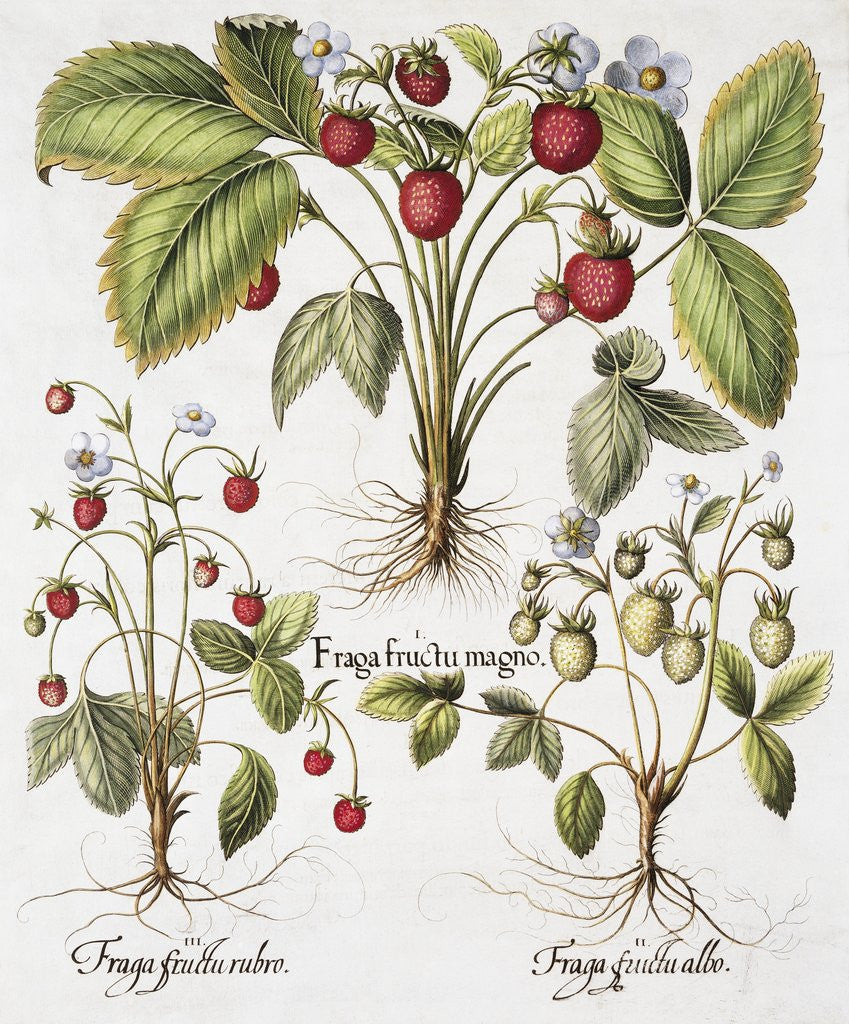 Detail of Three Varieties of Strawberry by Basil Besler