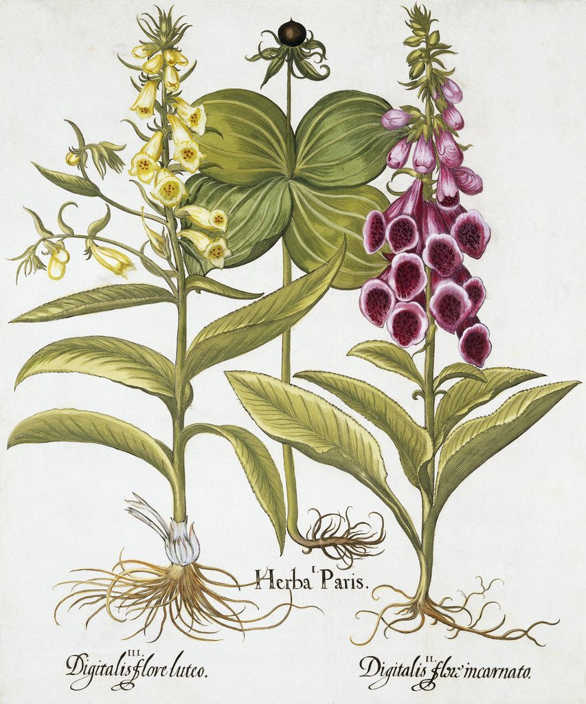 Detail of Herb Paris, Common Foxglove and Large Yellow Foxglove by Basil Besler