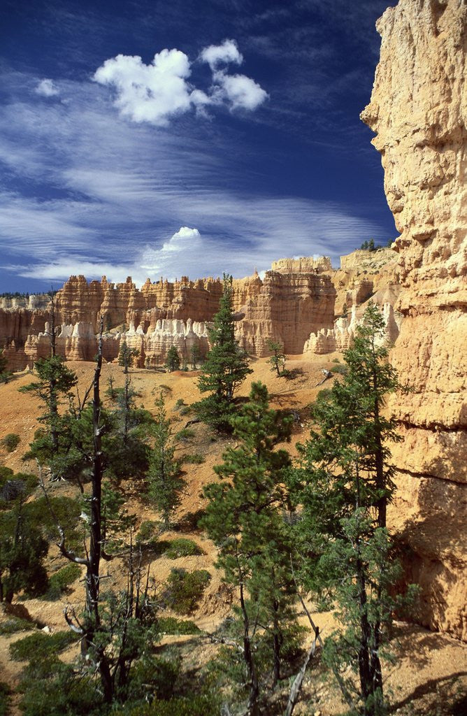 Detail of Hoodoos and Ponderosa Pines by Anonymous