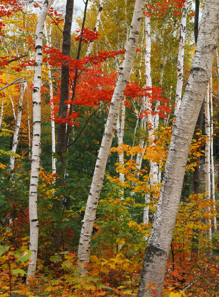 Detail of Birch and Maple Trees in Autumn by Anonymous