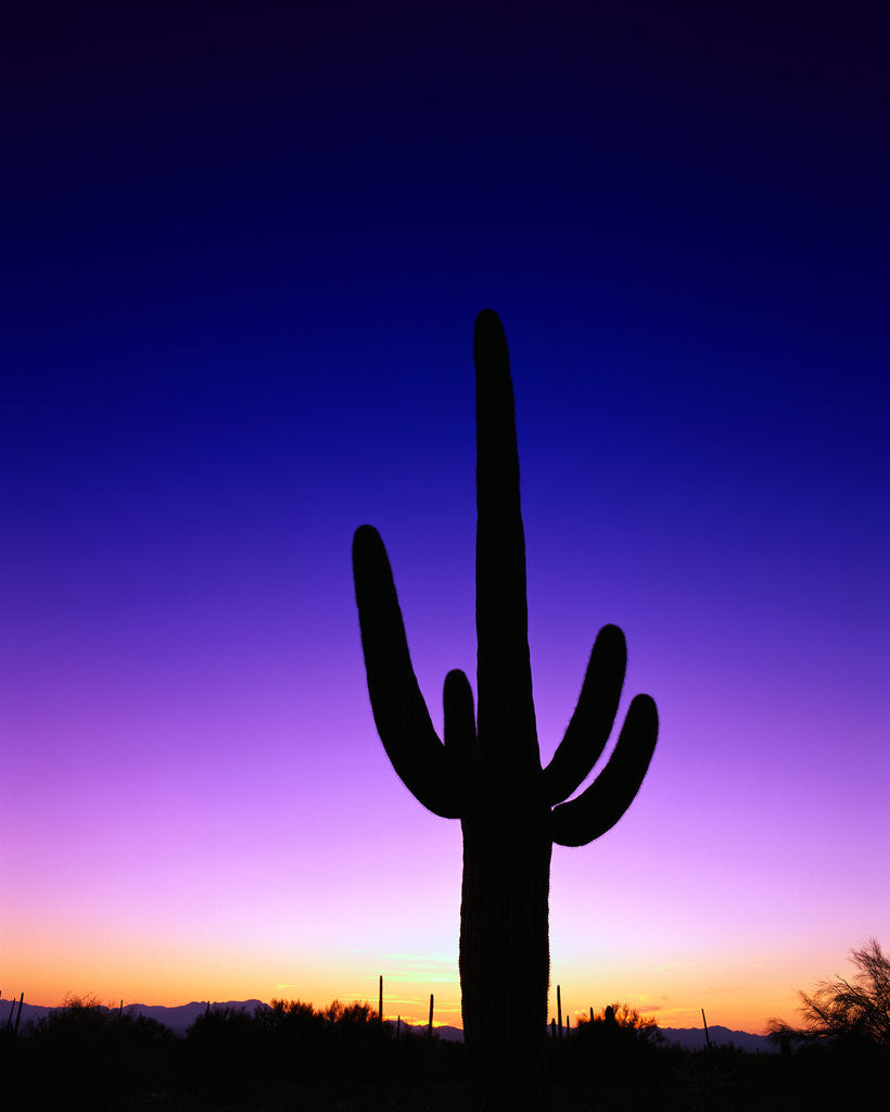 Detail of Saguaro at Twilight by Anonymous