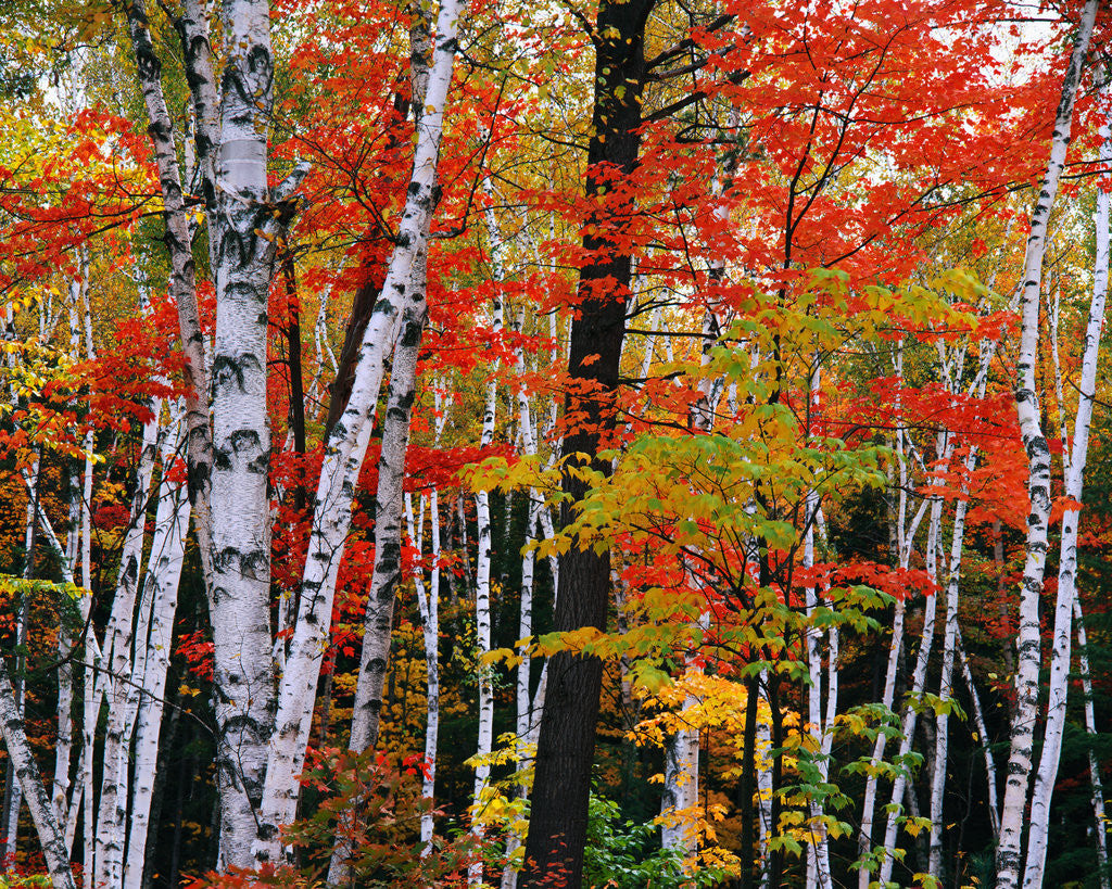 Detail of Birch and Maple Trees in Autumn by Anonymous