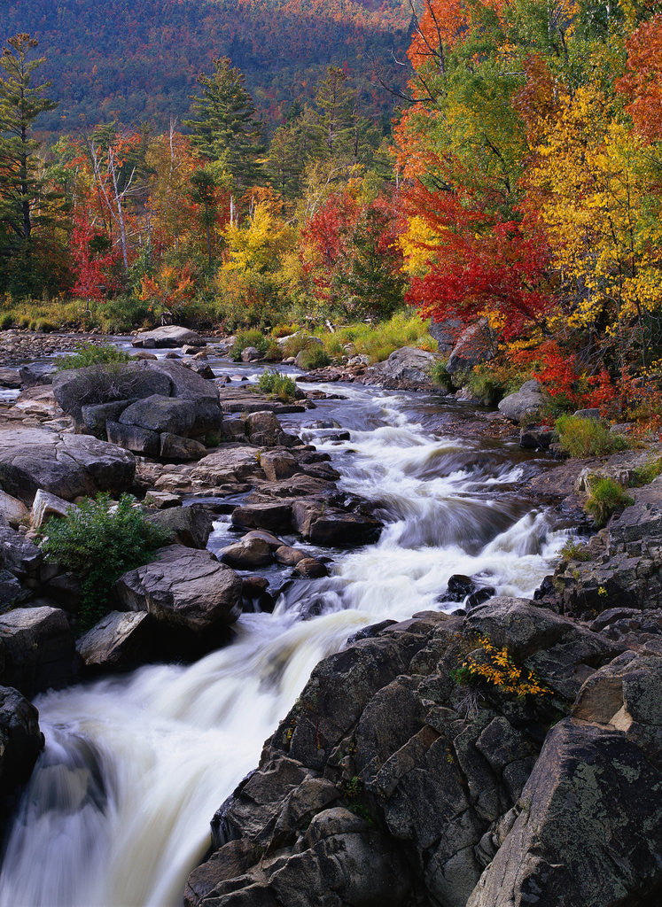 Detail of Ausable River in Autumn by Anonymous