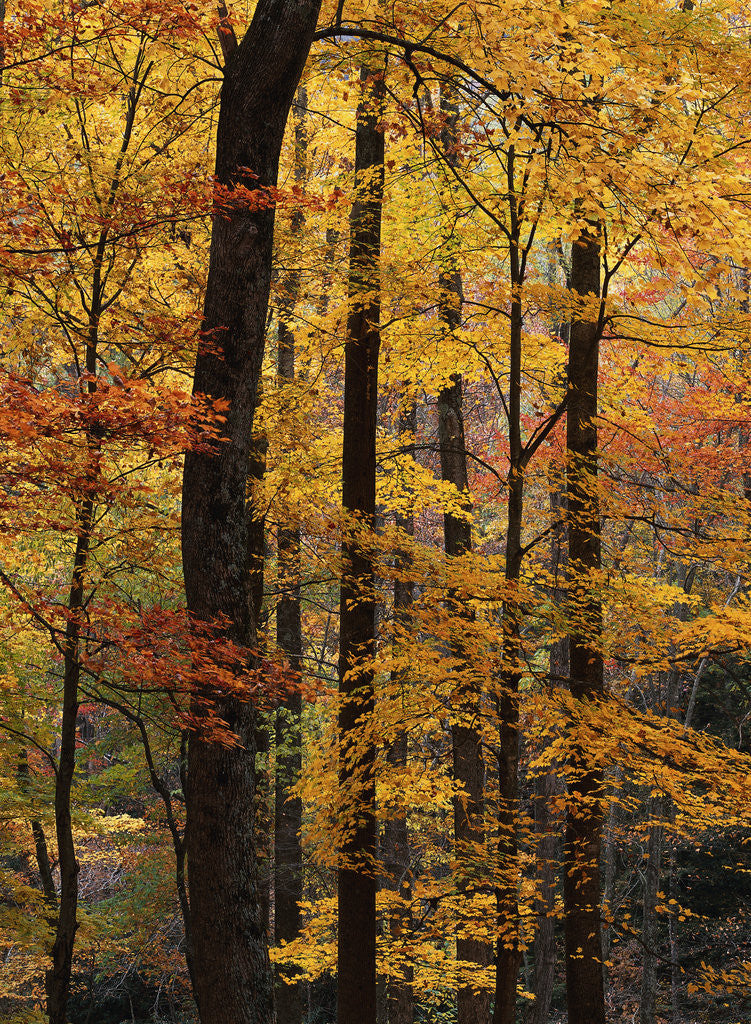 Detail of Deciduous Forest in Autumn by Corbis