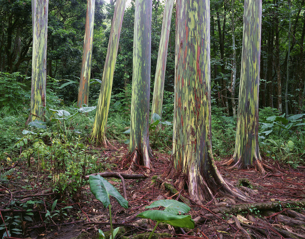 Detail of Mindanao Gums by Anonymous