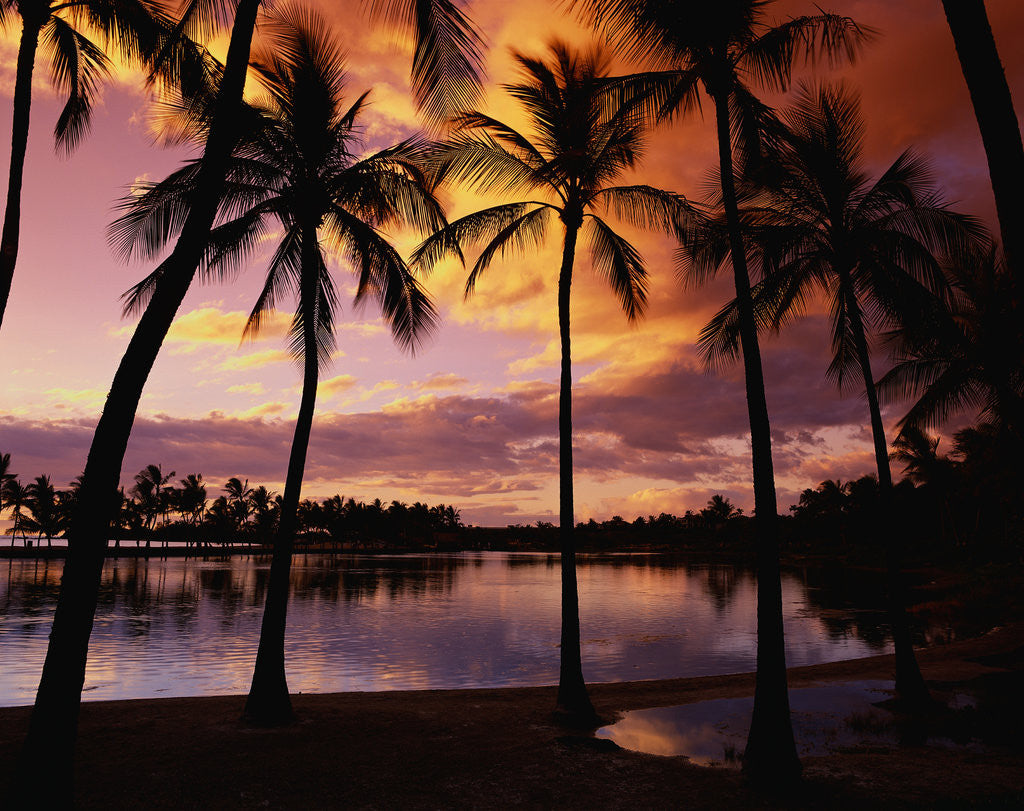Detail of Sunset at Anaehoomalu Bay by Anonymous